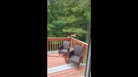 Squirrel Eats Spicy Birdseed