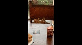 Kittens Show Each Other Love at the Table