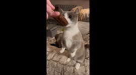 Cat Standing Up Eating a Popsicle