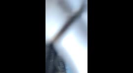 An Adult Unicorn In The Wild