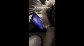 POV: You Accidently Turned Your Dog Into an iPad Kid