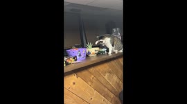 Cat Tries To Avoid The Candy Zombie
