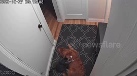Cat Gives Golden Retriever a Massage