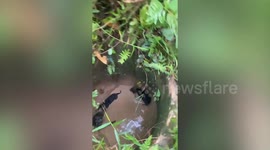 Three puppies stuck in water-filled hole rescued by residents