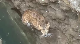 Leopard falls into well after entering village in central India, rescued