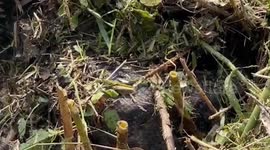 Injured 16ft python rescued in terrified resident's garden