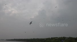 Locals feed swarms of migratory seagulls enjoying warmer climes for winter