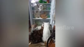 Pet cats cool off in fridge during hot day in Thailand