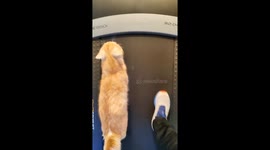 Purrfect Workout Buddy: Fitness fanatic cat steals the show on treadmill