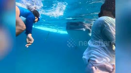 Whale shark hits woman's crocth while she's snorkeling in the Philippines