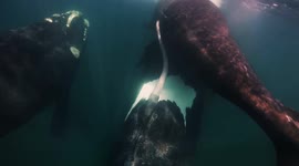 Underwater Videographer Captured Stunning and Rare Close-Up Footage of Southern Right Whales Mating in Argentina