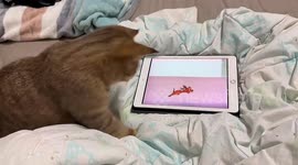 Cat hilariously attempts to catch 'Jerry' from cartoon on tablet