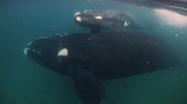 Underwater Videographer Captured Spectacular Close-Up Footage of Southern Right Whale Mother and Calf in Argentina