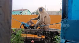 Heartwarming video of baby monkey rescued by hero after it got caught in a net in eastern India
