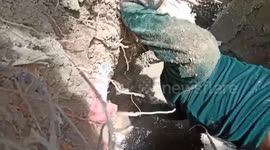 Rescue team film as they retrieve turtle from deep hole in Thailand