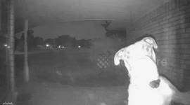 Dog Rings Doorbell to Be Let In
