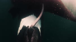 World's biggest threesome: Two male whales attempt to couple with single female in rare underwater video of southern right whales mating in Argentina