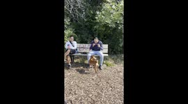 Dogs Howl Along With Harmonica
