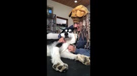 Snuggly cuddly Alaskan Malamute Dotty laps up the attention and love while wishing her a very Happy Halloween
