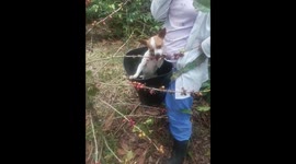 Dog Helps Harvest Coffee Beans