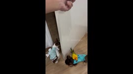 Pampered parrot rides pet dog around the house