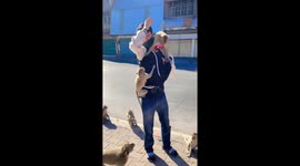 Wild monkey troop swarm around dog walker in Thailand