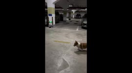 Angry stray cat chases away pet corgi in car park