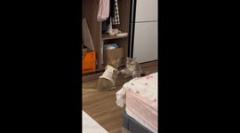 Pet cat pulls its sister by her dress