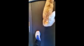 Tabby cat joins owner on treadmill challenge