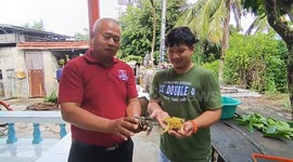 Thai farmer keeps mutant frogs with extra legs as lucky charms