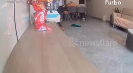 Pet Doberman seen on CCTV sweeping floor with broom