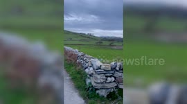 Unusual murmuration of starlings flying just inches from the ground