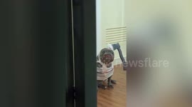 Pet French Bulldog wearing mummy costume makes funny face while staring at owner