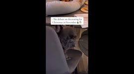 French Bulldog asking for  permission from his mom to put up the Christmas tree in November. Very funny and cute!