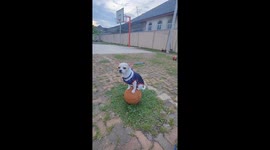 Pet chihuahua expertly balances on basketball