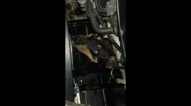Frightened dog stuck inside car engine rescued by driver