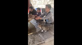 Compassionate Child Befriends a Stray Cat at Chinese Temple