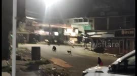 Dogs chase bear away with relentless barking in Nilgiris, Tamil Nadu, India