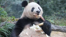 Adorable panda wins over fans with bamboo feast spectacle