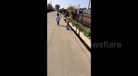 Dog's scooter adventure ends with unexpected plunge into ditch