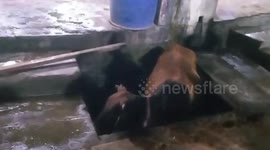 Cow rescued from drain in central India's Madhya Pradesh