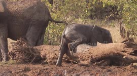 Ahh, that's the spot! Baby elephant gets into awkward positions to enjoy full body scratch