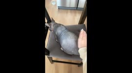 Pudgy Sphynx Cat Lightly Patted
