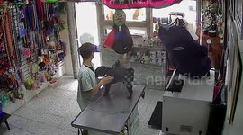 Dog Lifts Leg on Veterinarian