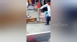 TWELVE cobras found in hardware shop in Gaya, north-east India