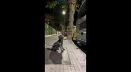 Hilarious Dog doesn’t Understand why it can’t have the tennis ball as it tries to bite out from a vehicle