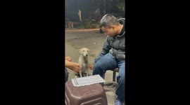 Dog Wants To Join The Party