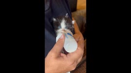Bottle feeding an orphan baby kitten with milk cuddly cute kitten