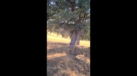 Donkey Joins A Herd Of Elk
