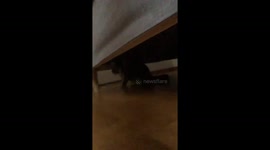 Older Cat Suddenly Bops Younger Cat
